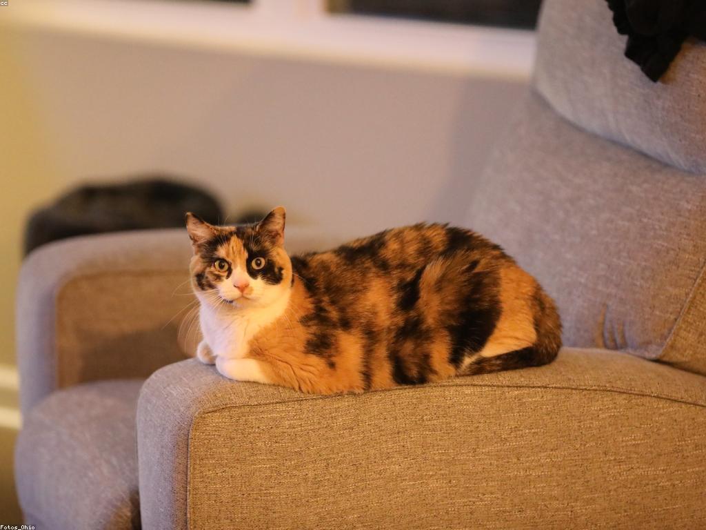 ការណែនាំអំពីហ្គេម KH99